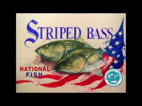 New Bill Proclaims Striped Bass Our National Fish