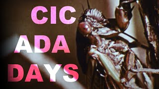 Cicada Days