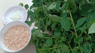 CÁCH NẤU CANH RAU NGÓT TÔM KHÔ RAU MỀM NGON NGỌT.