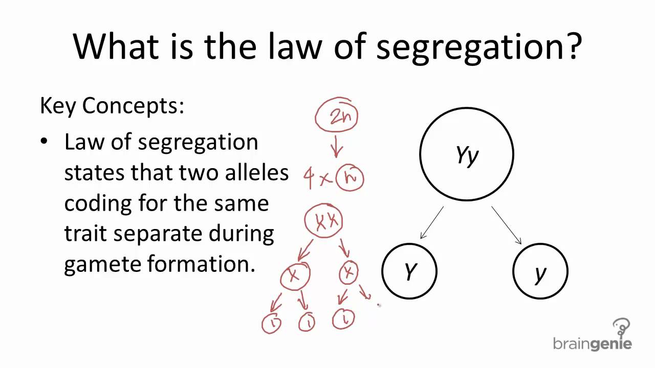 9 2 4 Law Of Segregation Youtube