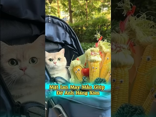 Mật Lan May Mắn Giúp Đỡ Anh Hàng Xóm 🐾🍀 #thúcưng #vậtnuôi #chómèohàihước #funny #meohera