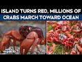 Australia News | Millions Of Migrating Red Crabs Cross Christmas Island To Reach The Ocean
