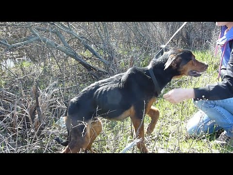 Rescue Of Starving Injured Dog Who Jumped Into My Arms