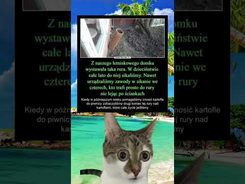 To miał być niewinny letni żart… #shorts #memes #memy #śmieszne