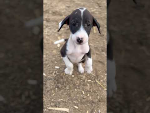 .“When I’m Alone, My Dog Is My Best Friend 🐶❤️”