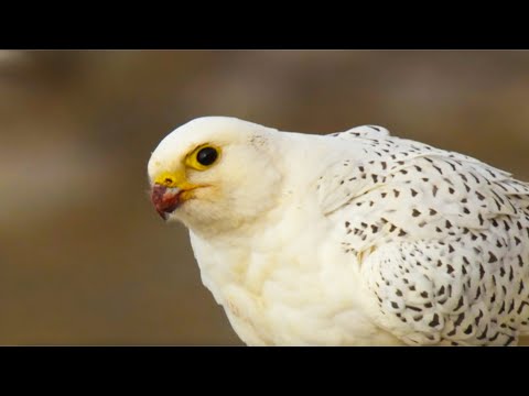 The Largest Falcon in the World | White Falcon, White Wolf (Part 1) | BBC Earth