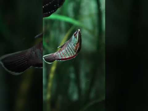 Samurai gourami!! 