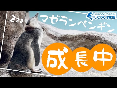 マゼランペンギンたちの給餌@しながわ水族館