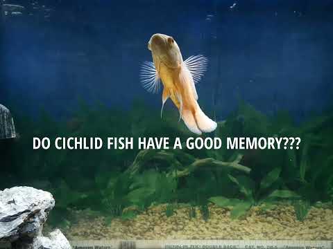 CICHLID FISH MEMORY CHECK EXPERIMENT_ do Cichlid h THANKS FOR WATCHING!!!

HIT THAT LIKE BUTTON, SUBSCRIBE AND SHARE YOUR COMMENTS.

**HELP US GET TO 1