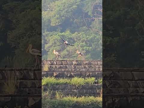 Beautiful Painted Storks