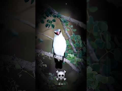 screaming bird 😱 #edit #birds #shorts
