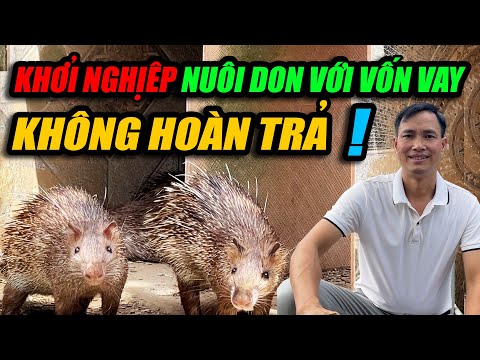 KHỞI NGHIỆP NUÔI DON VỚI VỐN VAY KHÔNG CẦN HOÀN TRẢ | CHANNUOI.NET