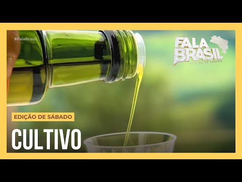 Sabores da Mantiqueira: conheça o processo de produção de um dos melhores azeites orgânicos do mundo