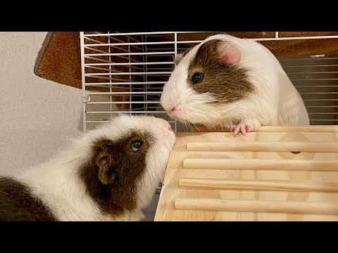 05|ニガテなはずなのに... 【保護モルモットのアタ坊 下宿物語】The Atabow Story of a Protective Guinea Pig