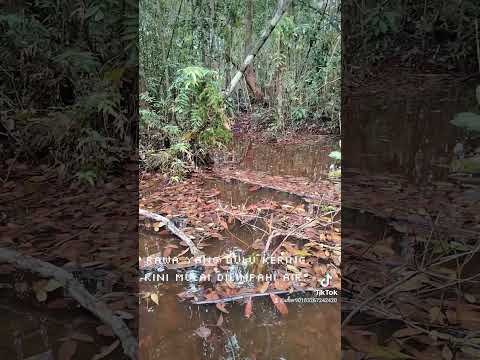 Spot. bubu dan tajur