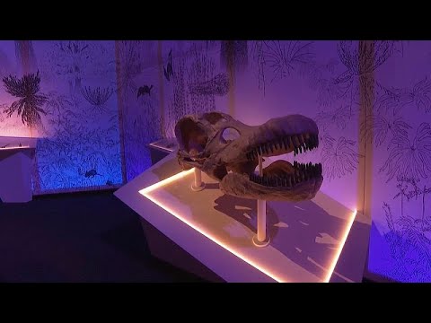 ΗΠΑ: Σε δημοπρασία ο σκελετός Τυραννόσαυρου Rex