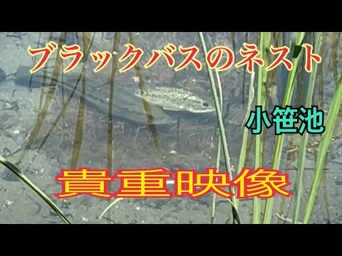 【バスの産卵床（ネスト）】福岡県久留米市の小笹池のブラックバスのネストのカップル映像〜釣らないでそっとしてあげてね！