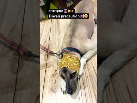 डर का इलाज🎆🧨🐶😂 #shorts #ytshorts #Care for firecrackers sound🧨 #voiceforvoiceless #pets #animal