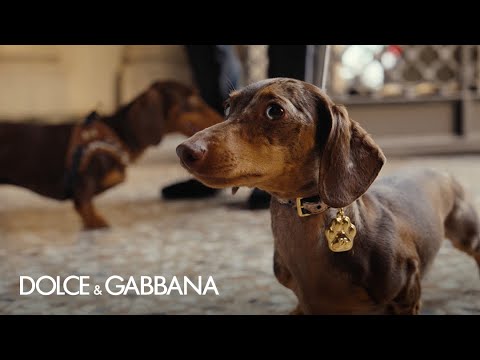 Dolce&Gabbana's new Petwear collection