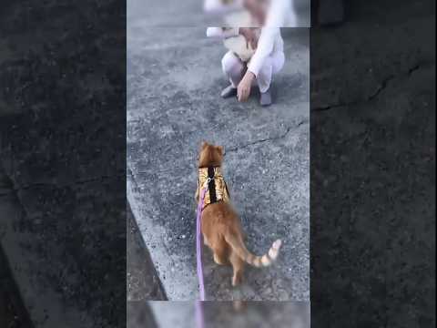 kucing lucu😸 #cat #funnycats #shots #kucinglucu #kucing