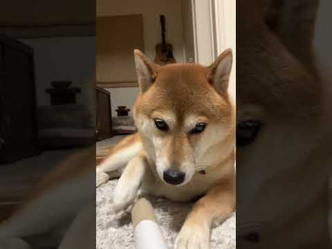 ラップの芯再利用