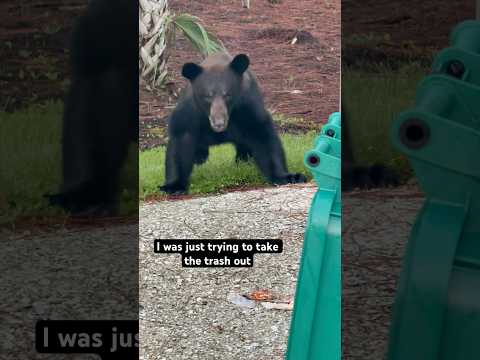 Taking out the trash in Florida be like #floridaman #florida #trashbags #blackbear #bear