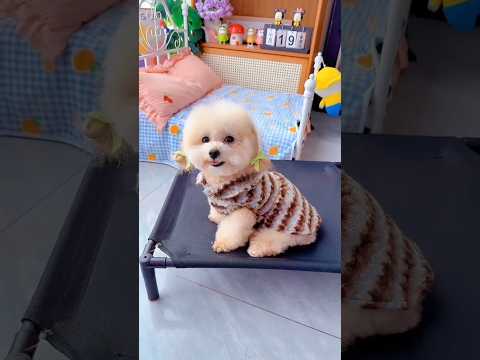 Cute dog. #shortsshorts #viralshort #viralvideo #funydog1010 #poodle #usadogs #cutepuppy #funny #dog