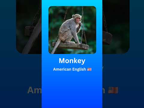 How to Pronounce Monkey (American English 🇺🇲) #2024 #language #pronunciation ##english #monkey