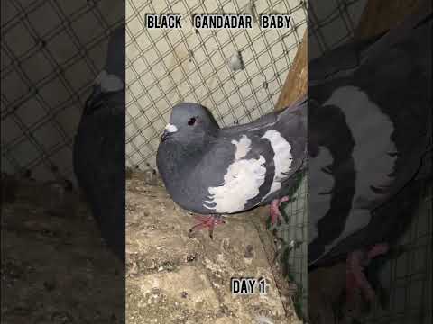 Black Gandadar baby #shorts#reels#pigeon#kabutar#hatching#egg#pigeonbreeding