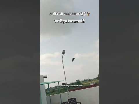 #shorts #shortsfeed #pigeon #kabootar #trendingshorts #kabutarbazi