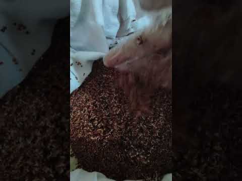 ഇങ്ങനെയാണ് റാഗി മുളപ്പിക്കുന്നത് @babithasanudas #sprouted #ragi #babyfood #trendingshorts