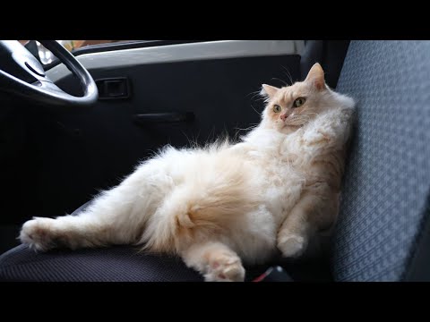 軽トラックに座るふわもこ猫の癒し動画 サムネイル