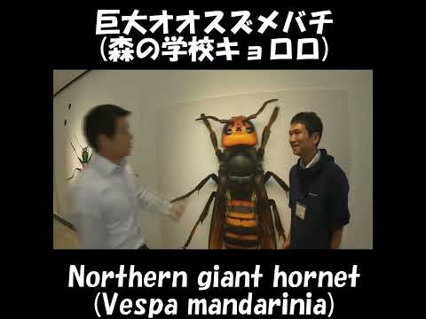 眼は何個？巨大オオスズメバチ！森の学校キョロロ Giant hornet ≫ 加藤英明【公式】かとチャン