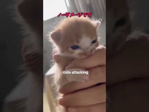 猫のかわいさと癒しの魅力を堪能できます サムネイル