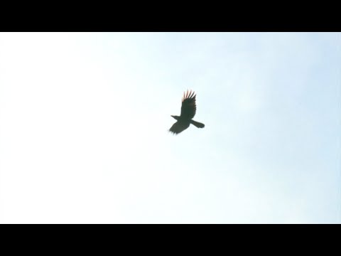 斉藤麻里 / 風になって【Music Video PV】