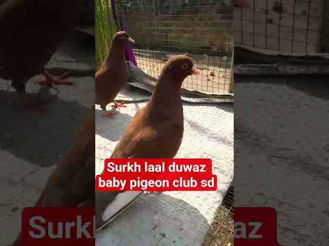 #white choch m surkh#beauty #nice#video bird# short#@