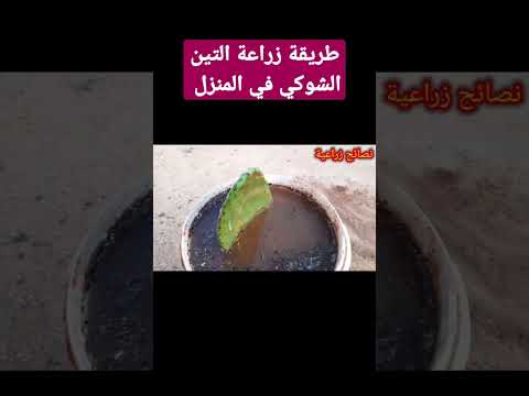 تعلم زراعة التين الشوكي في المنزل 🌵 #زراعة_التين_الشوكي #التين_الشوكي #زراعة #نصائح_زراعية #farming