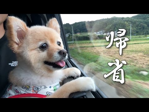 実家に帰れるのが嬉しくて愛犬がこうなりました…笑