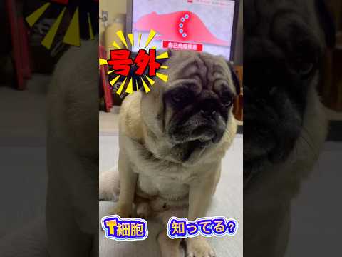 T細胞 ノーベル賞おめでとうございます #パグ #ノーベル賞 #おめでとう #tv