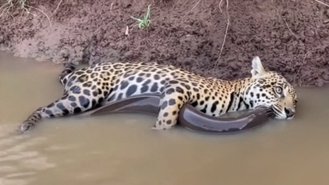 This Jaguar Was Killed by an Electric Eel