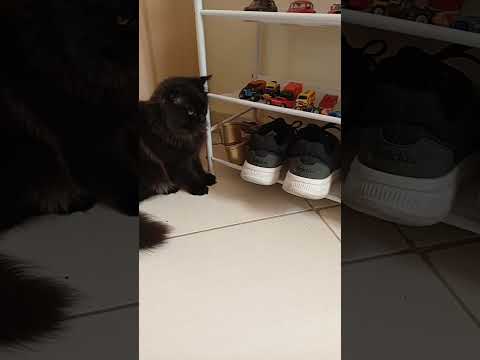 #music #rap #hiphop #funny #cat #black_cat