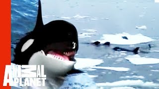 Katil balina - Balina - Orko