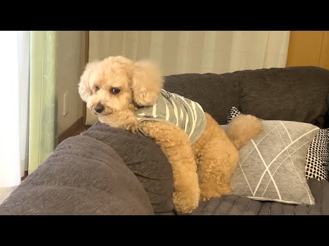 いつも元気な大きいトイプードルがテンション下がってしまいました【デカプー】【トイプードルのロアくん】【toy poodle】