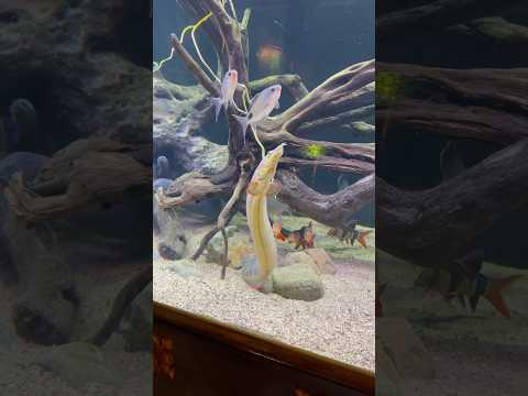 Incredible 570 Gallon Home Aquarium! Step inside one of the most incredible private fish rooms we've ever seen! This exclusive tour featu