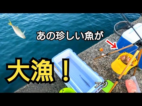 朝マズメ、堤防釣りでは珍しくて美味しいあの魚が連発！27cmの良型アジも来た！