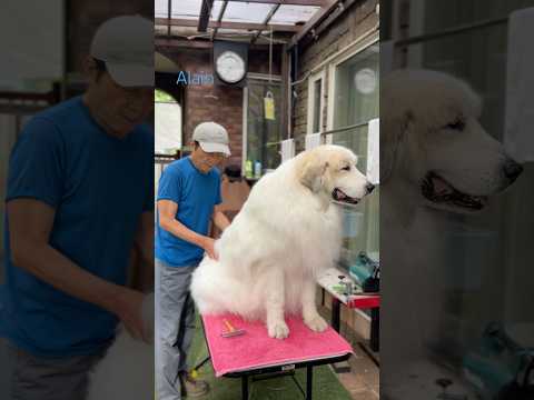 Alain アラン #greatpyrenees #todaysrunrun #グレートピレニーズ #今日のルンルン