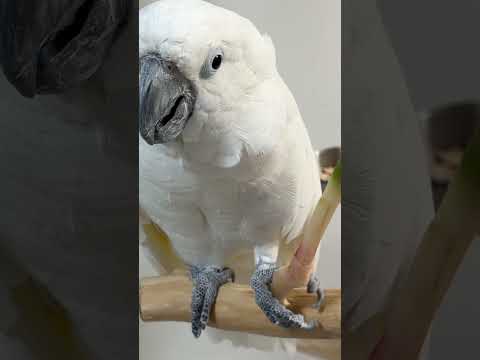 ゆきまる氏の前で葉生姜食べてみると…【素材Ver.】