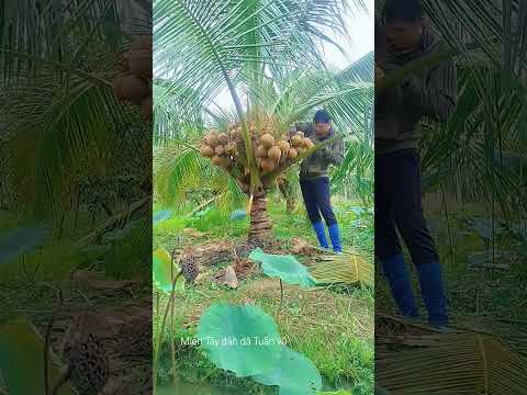 Trồng dừa mã lai - đây là cách chăm sóc cho cây dừa