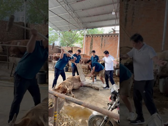 Bò trật khớp, phải làm sao cứu?