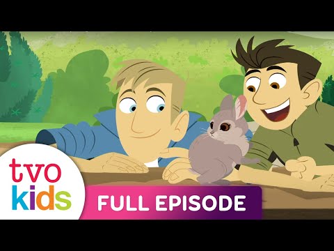 WILD KRATTS - Spring Bunnies - Full Episode